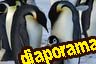 Diaporama rgions polaires