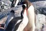 Becte manchots papous (gentoo)